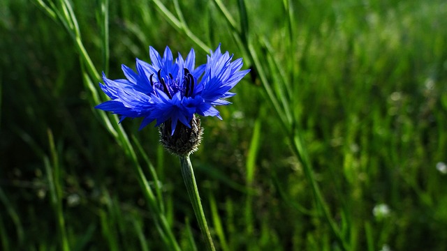Free Cornflower Blue photo and picture