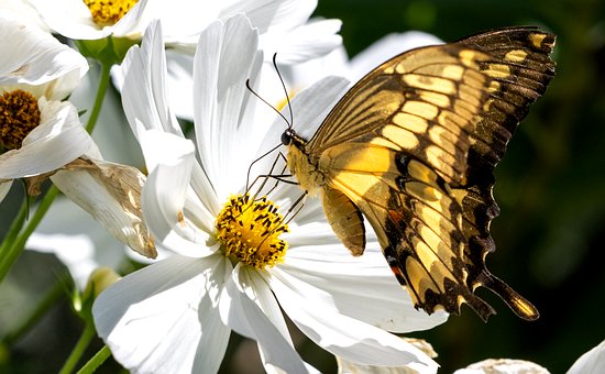 Schmetterling, Blume, Bestäubung, Natur