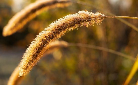Gras, Wiese, Feld, Gold, Sommer, Flora