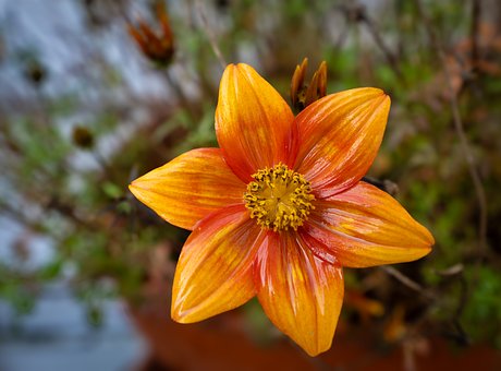 Flor, Natureza, Macro