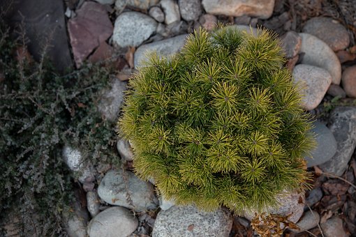 Garten, Natur, Die Natur, Green, Pinus