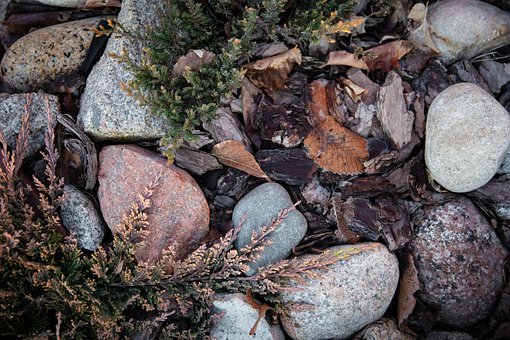 Garten, Natur, Wald, Grün, Wacholder