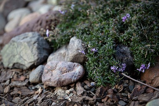 Gleiten, Gorka, Die Natur, Garten, Blume