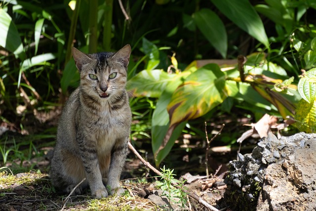 Free Hawaii Cat photo and picture