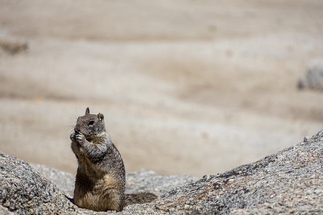 Free Squirrel Nature photo and picture