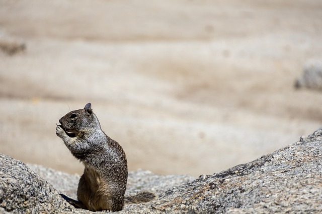 Free Squirrel Nature photo and picture