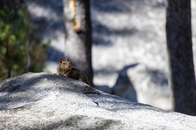 Free Squirrel Rock photo and picture