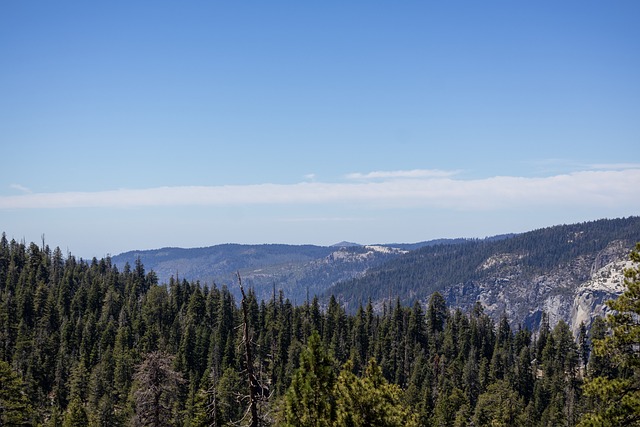 Free Trees Nature photo and picture