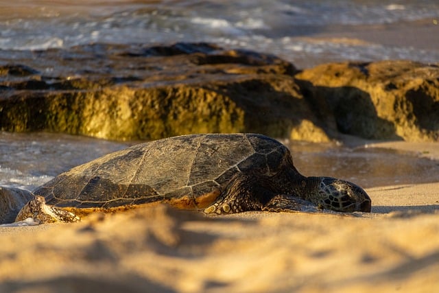 Free Turtle Golden Hour photo and picture