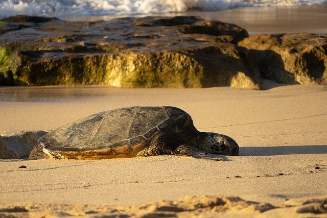 Free Turtle Golden Hour photo and picture
