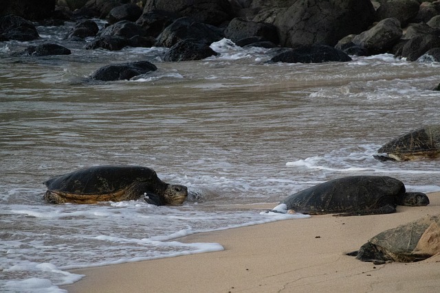 Free Turtle Water photo and picture