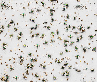 Fliegen, Insekten, Schädlinge