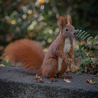 Eichhörnchen, Tier, Natur, Tierwelt