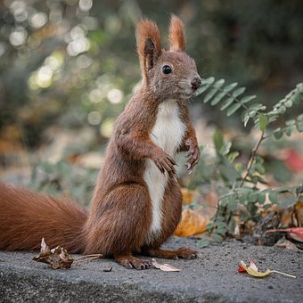 Eichhörnchen, Tier, Natur, Tierwelt