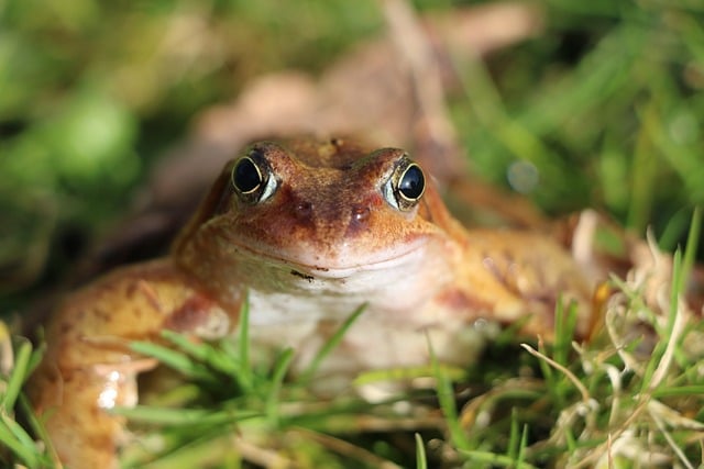 Frog, nature, close-up and eyes — photo by Milbela