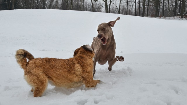 Free Dog Snow photo and picture