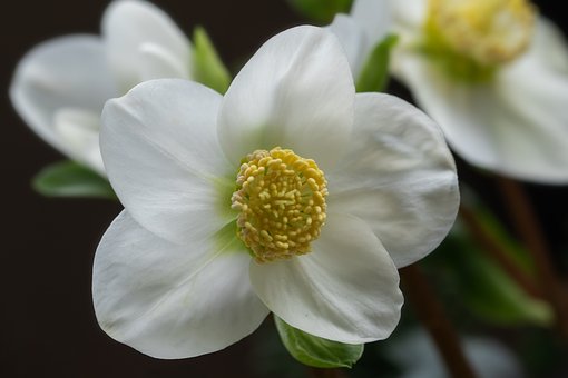 Free Nature Plants photo and picture