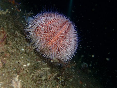 Free Sea Nature photo and picture