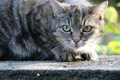 Gato, Naturaleza, Ojos Verdes, Mirando