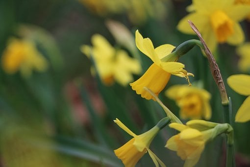Flor, Naturaleza, Belleza, Amarillo