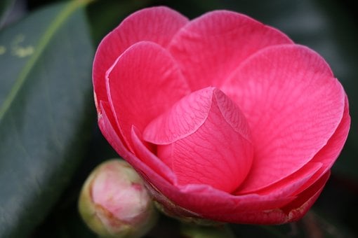 Flor, Rosa, Naturaleza, Hoja, Fresco