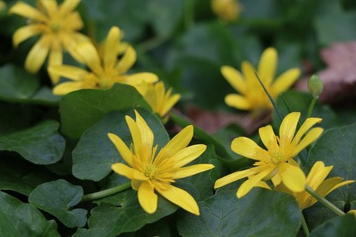 Flor, Naturaleza, Amarillo, Hojas