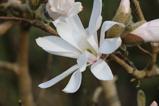 Flor, Magnolia, Primavera, Naturaleza
