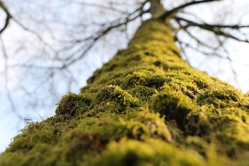 Musgo, Árbol, Ramas, Rama, Cielo, Abedul