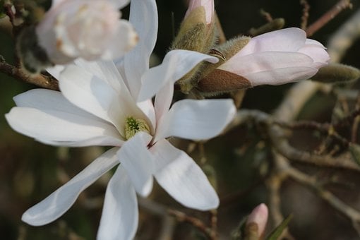 Flor, Magnolia, Blanco, Naturaleza