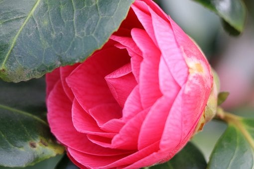 Flor, Naturaleza, Belleza, Color, Rosa