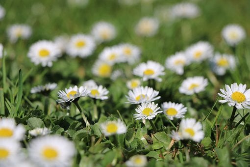 Flor, Naturaleza, Belleza, Color