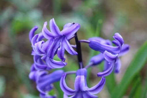 Flor, Púrpura, Naturaleza, Jacinto