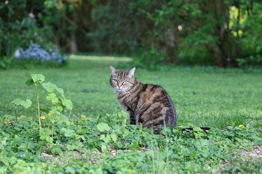 Gato, Naturaleza, Hierba, Sentado