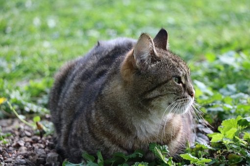 Gato, Naturaleza, Césped, Sentado