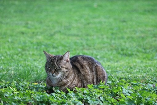 Gato, Naturaleza, Césped, Animal, Lindo