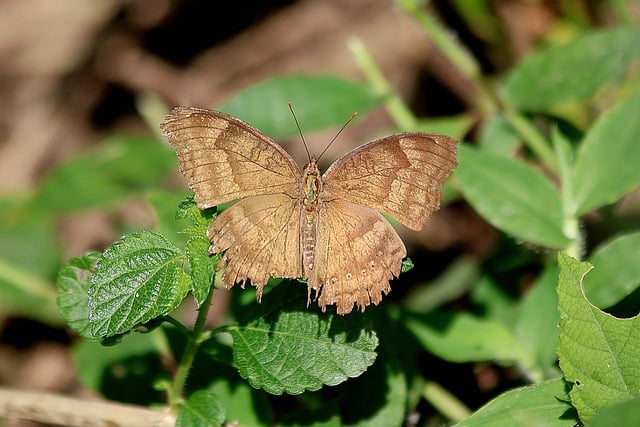 Free Butterfly Brown photo and picture