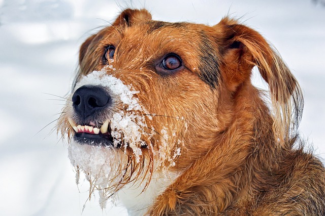 Free Snow Dog photo and picture