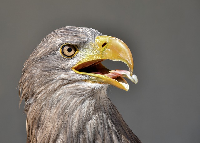 Free Nozzle Nature photo and picture