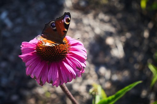 Flor, Borboleta, Inseto, Natureza, Asas
