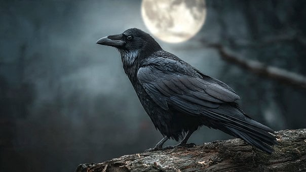 Free Raven Full Moon illustration and picture