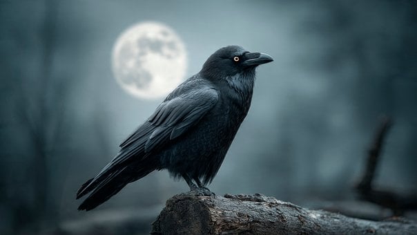 Free Raven Moon illustration and picture
