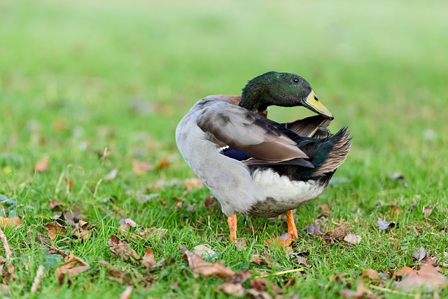 Indian Runner Duck Bird - Free photo on Pixabay