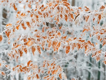 Free Winter Autumn photo and picture