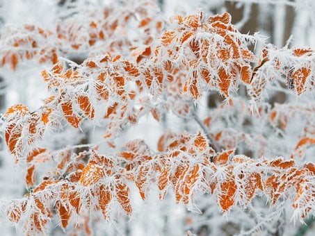 Free Hoarfrost Orange Leaves photo and picture