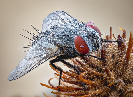 Flügel, Makro, Entomologie, Fliege