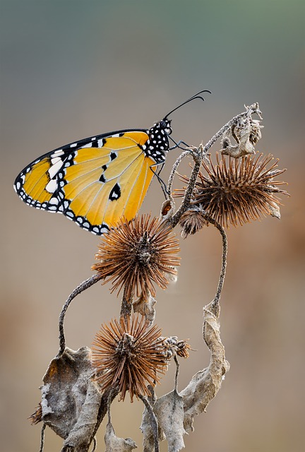 Schmetterling, Insekt, Natur, Pflanze