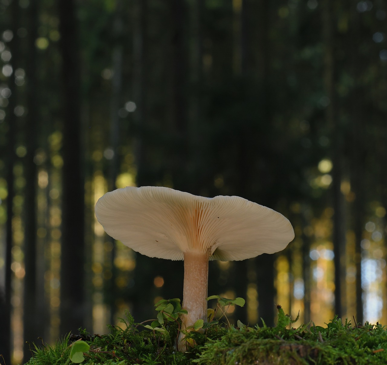 Mushroom Forest Floor Macro - Free photo on Pixabay