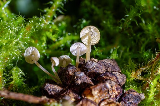 Free Cone Mushroom Mushroom photo and picture