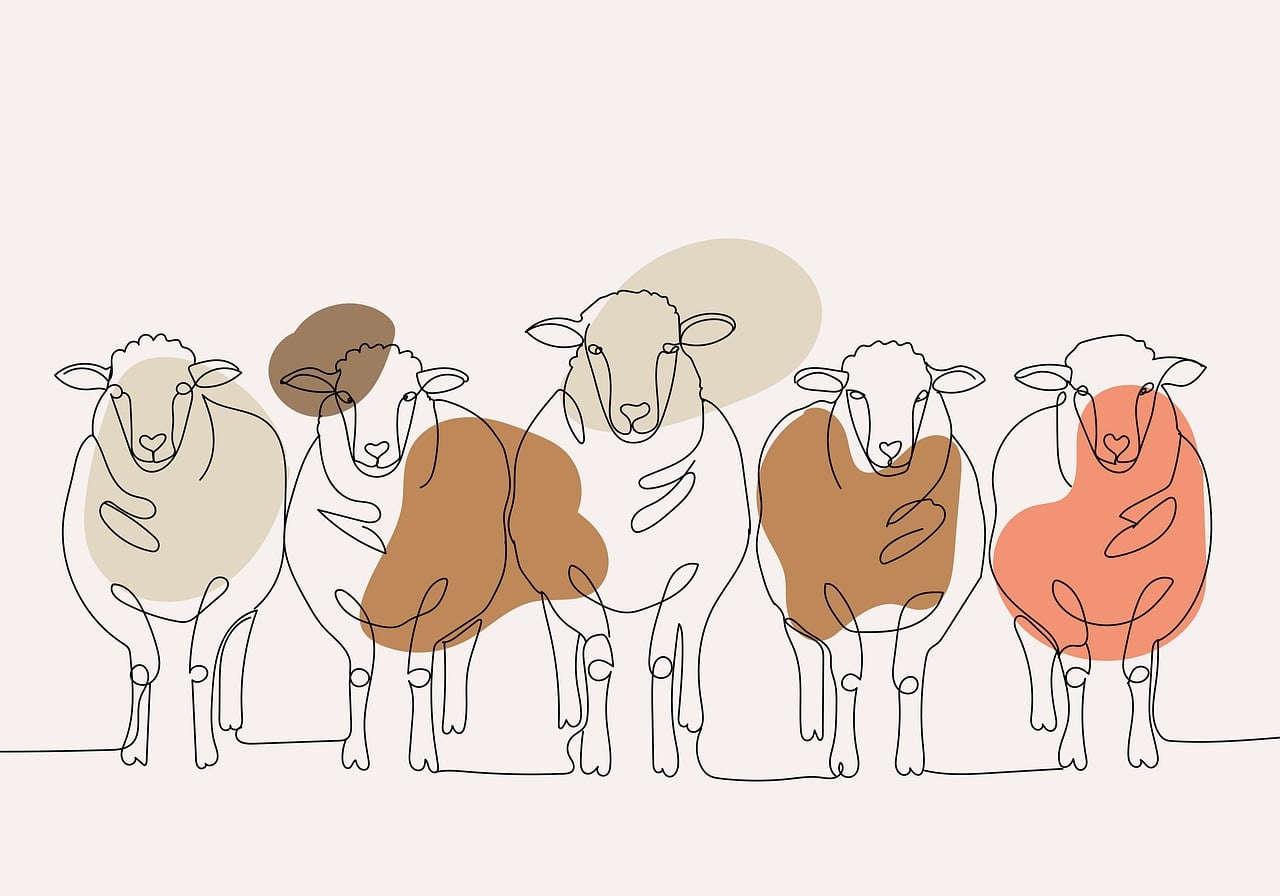 flock of sheep drawing