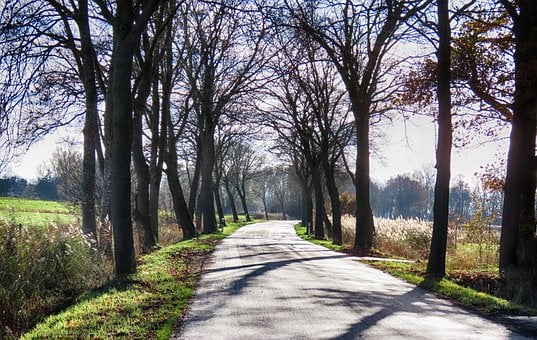 Ulice, Stíny, Podzim, Stromy, Slunce
